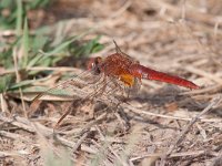 maudoc.com • Frecciarossa - Crocothemis erythraea •  Crocothemis erythraea 02.jpg : Crocothemis erythraea, Libellula